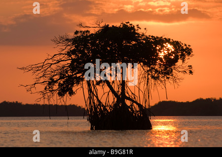 Paarung zweier Fisch essen Fischadler sind in der Regel junge in riesigen Nest auf Mangroven-Baum Florida Florida Bay Everglades Nationalpark Stockfoto