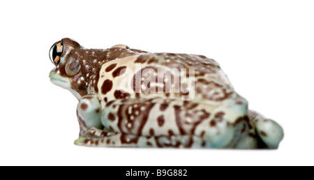 Amazon Milch Frosch Trachycephalus Resinifictrix vor einem weißen Hintergrund Stockfoto