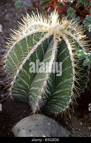 Astrophytum Ornatum Kaktus, Cactaceae, Nord-Ost-Mexiko Stockfoto