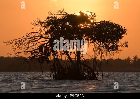 Paarung zweier Fisch essen Fischadler sind in der Regel junge in riesigen Nest auf Mangroven-Baum Florida Florida Bay Everglades Nationalpark Stockfoto