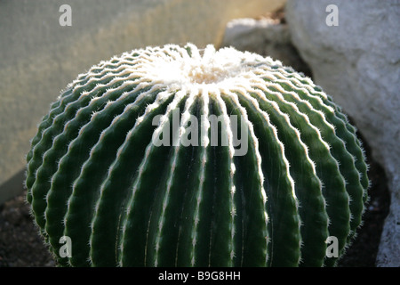 Golden Barrel Cactus, Echinocactus Grusonii Kaktus, Spineless Form, Cactaceae, Nord-Ost-Mexiko Stockfoto