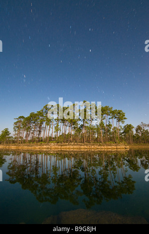 Zeit der Exposition unter Vollmond fängt Sternspuren über Kiefernwald Florida Everglades Nationalpark Stockfoto