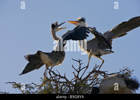 Großreiher (Ardea herodias) füttert Küken. Kruger Nationalpark, Südafrika Stockfoto