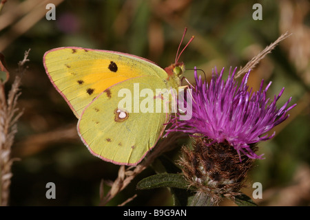 Gelbe Colias Croceus Pieridae männlich auf Flockenblume UK getrübt Stockfoto