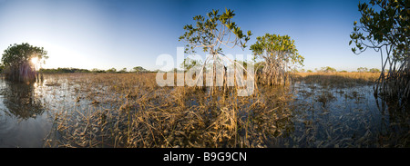 Prop Wurzeln unterstützen rote Mangroven in Sawgrass Sumpf bei Sonnenuntergang Florida Everglades Nationalpark Stockfoto