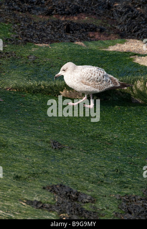 Möwen auf Algen bedeckt Felsen und im Wasser Stockfoto