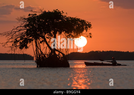 Paarung zweier Fisch essen Fischadler sind in der Regel junge in riesigen Nest auf Mangroven-Baum Florida Florida Bay Everglades Nationalpark Stockfoto