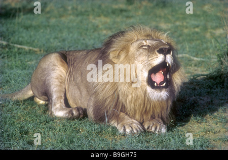 Reifen männlichen Löwen mit feinen Mähne liegend brüllen, sein Territorium Masai Mara National Reserve Kenia in Ostafrika zu verkünden Stockfoto