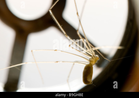 Papa lange Beine SPIDER Pholcus Phalangiodes Pholcidae im Abfluss Stockfoto
