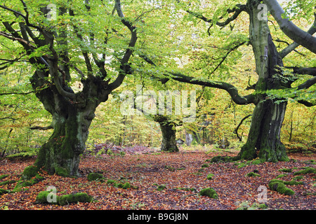 Hut-buchen buchen Fagus Wald Herbst Nahaufnahme Stockfoto