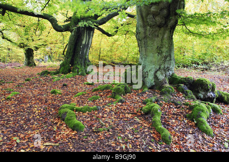 Hut-buchen buchen Fagus Wald Herbst Nahaufnahme Stockfoto