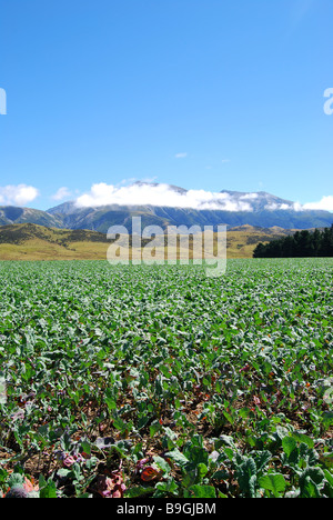 Grüne Gemüse-Ernte, Selwyn Bezirk, Canterbury, Südinsel, Neuseeland Stockfoto