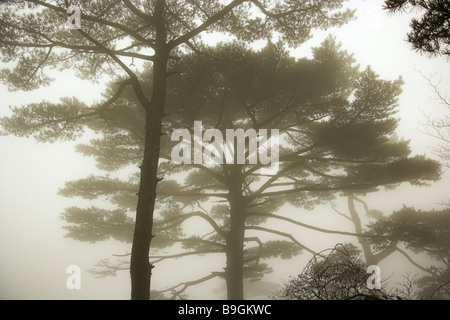 Huangshan-Gebirge Huangshan Kiefer Pinus Hwangshanensis Nebel Anhui Asien Auszug Baumkrone gefährlich Beige Botanik Bäume China Stockfoto