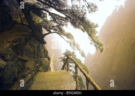 Huangshan Gebirge Huangshan Pinus Hwangshanensis Pfad Winter Anhui Asien Tannenzweig Baum eindrucksvoll-Bergweg Stockfoto