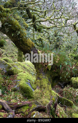 Verkümmerte Eichen wachsen aus einem Durcheinander von bemoosten Felsen im Wistmans Wood auf Dartmoor Stockfoto
