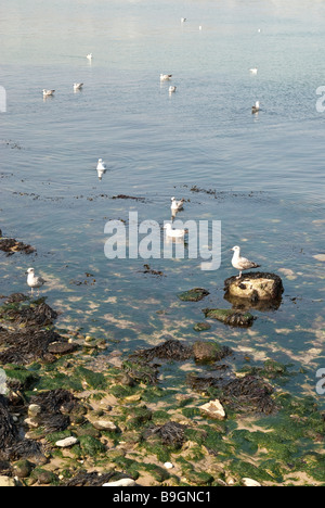 Möwen auf Algen bedeckt Felsen und im Wasser Stockfoto