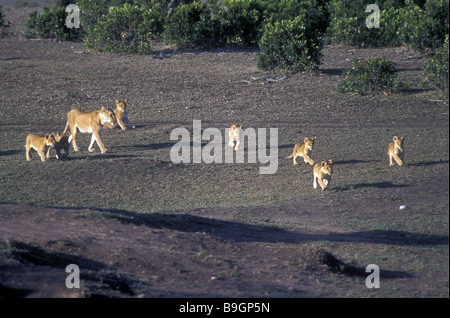 Löwin mit sieben verspielten jungen gehen und laufen in Richtung frische töten Masai Mara National Reserve Kenia in Ostafrika Stockfoto