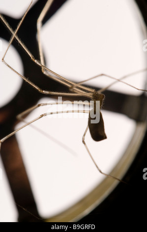 Papa lange Beine SPIDER Pholcus Phalangiodes Pholcidae im Abfluss Stockfoto