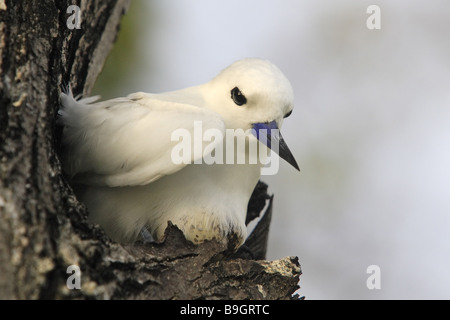 Log White Tern Gygis Alba Bruten Serie Wildlife weiß Wildlife Tiere Vogel Wader Brut-Pflege Möwe-Vogel Seeschwalbe Gefieder Fee Stockfoto