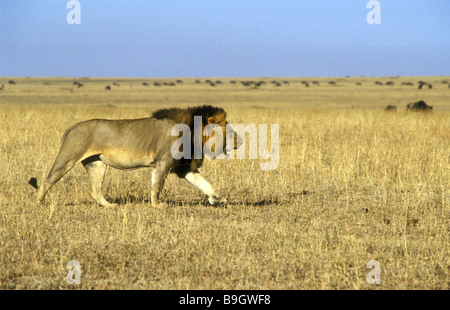 Reifen männlichen Löwen mit feinen dunklen Mähne schreitend über Savannah Grünland Masai Mara National Reserve Kenia in Ostafrika Stockfoto