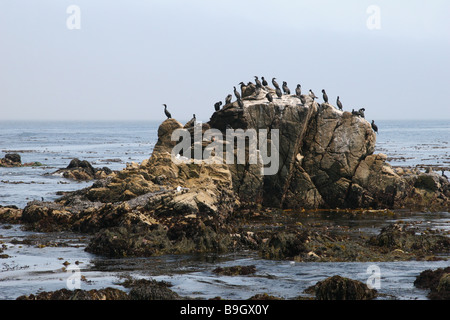 Brandts Kormorane (Phalacrocorax Penicillatus) Sonnen in Pebble Beach, Kalifornien, USA. Stockfoto