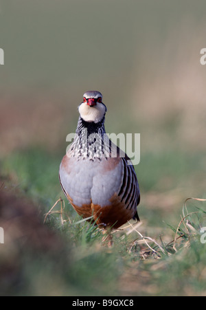 Rotbeinige Rebhuhn Alectoris Rufa Französisch Stockfoto