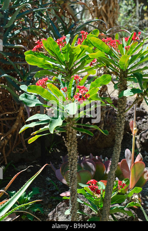 Euphorbia Milii, Dornenkrone Pflanze Stockfoto