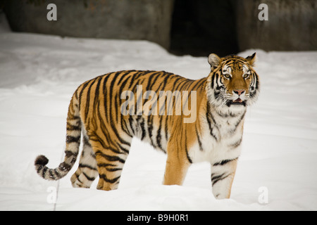 Sibirischer Tiger im Schnee wandern Stockfoto