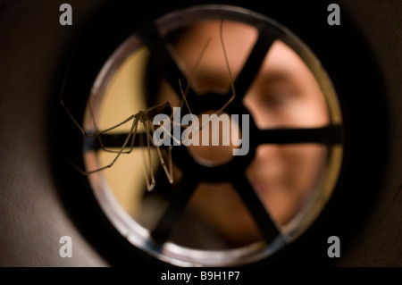 Papa lange Beine SPIDER Pholcus Phalangiodes Pholcidae im Abfluss Stockfoto