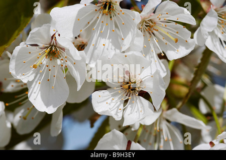 blühender Kirschbaum - Blüten Stockfoto