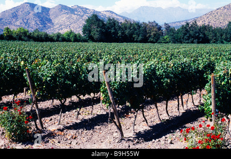 Chile, Maipo-Tal. Reben bei Santa Rita Vineyard in der Nähe von Santiago Stockfoto