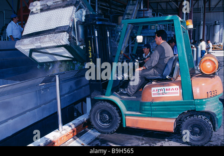 Chile, Maipo-Tal. Trauben sind in Brecher bei Santa Rita Vineyard nahe Santiago gekippt. Stockfoto