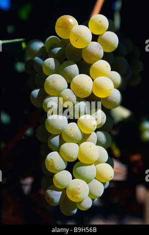 Chile, Maipo-Tal. Reife Trauben an einer Rebe. Stockfoto