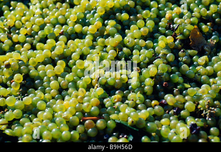 Chile, Maipo-Tal. Geernteten Trauben. Stockfoto