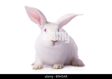Neugierig Albino Kaninchen isoliert auf weißem Hintergrund / / / Bunny Ostern Ausschnitt ausgeschnitten rote Augen neugierig sitzen niedliche flauschige Fell pelzigen Haustier Stockfoto