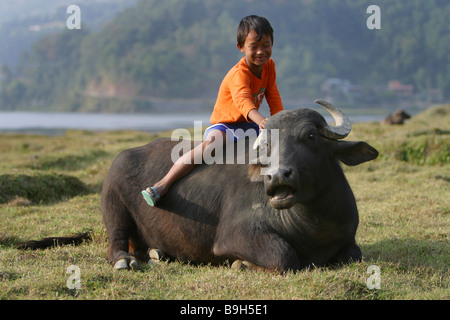 Ein Junge sitzt auf einem Wasserbüffel im Stadtteil direkt am See in Pokhara, Nepal. Stockfoto