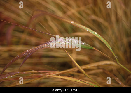 Grashalme mit Tautropfen auf sie. Stockfoto