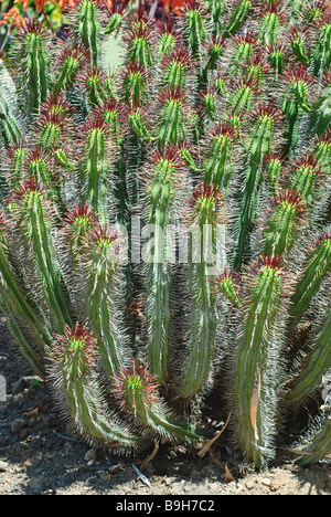 Euphorbia Atrispina Kaktus Pflanze Stockfoto