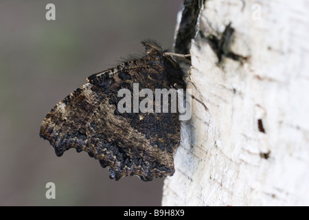 Gelb-beinigen Schildpatt Nymphalis xanthomelas Stockfoto