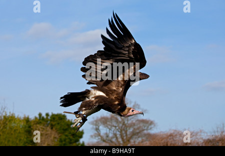 Mit Kapuze Geier im Flug (Necrosyrtes Monachus), UK Stockfoto