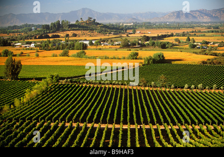 Chile, Region V, Santiago. Cousino Macul Weinberge, Zentral-Chile Stockfoto