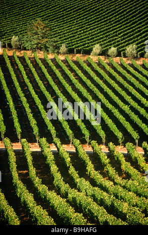 Chile, Region V, Santiago. Cousino Macul Weinberge, Zentral-Chile Stockfoto