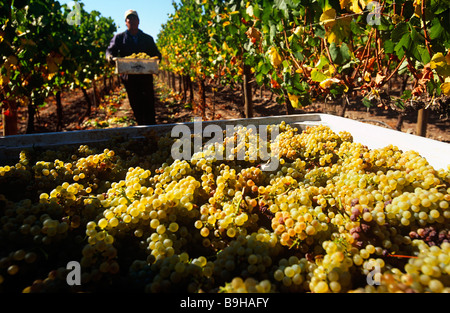 Chile, Region V, Santiago. Ernte von Chardonnay-Trauben Cousino Macul Vineyards, Zentral-Chile. Stockfoto