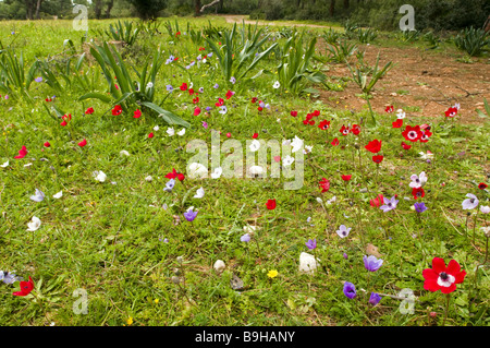 Mohn Anemonen Anemone Coronaria, auf einer Wiese von Fethiye, Türkei Stockfoto