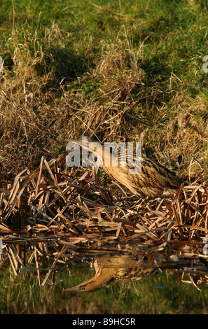 Rohrdommel Jagd im Schilf Stockfoto