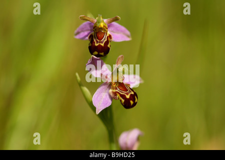 Biene Orchidee Ophrys Apifera der Orcidaceaea Familie Blüten imitiert Juni Juli Grafschaft Blume von Bedfordshire die Biene Stockfoto