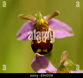 Biene Orchidee Ophrys Apifera der Orcidaceaea Familie Blüten imitiert Juni Juli Grafschaft Blume von Bedfordshire die Biene Stockfoto
