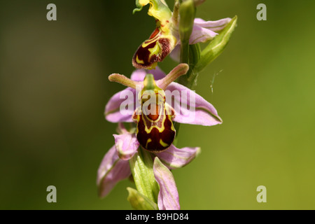 Biene Orchidee Ophrys Apifera der Orcidaceaea Familie Blüten imitiert Juni Juli Grafschaft Blume von Bedfordshire die Biene Stockfoto