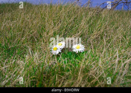 Gänseblümchen im Feld Stockfoto