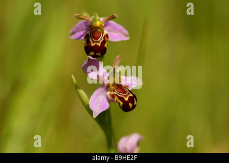 Biene Orchidee Ophrys Apifera der Orcidaceaea Familie Blüten imitiert Juni Juli Grafschaft Blume von Bedfordshire die Biene Stockfoto